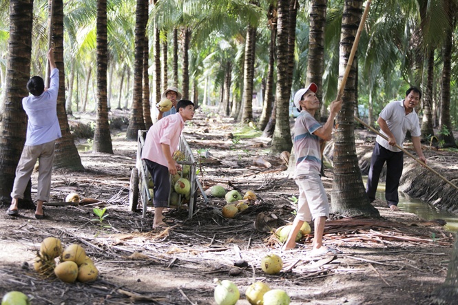 Sản phẩm dừa tươi Organic Bến Tre đã có mặt ở nhiều quốc gia trên thế giới