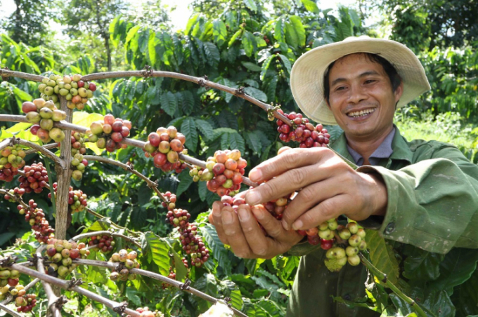 Tăng tiêu thụ cà phê trong nước để giảm áp lực xuất khẩu