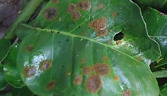 Bệnh đốm rong xuất hiện trên cây trồng và phương pháp phòng trừ trong mùa mưa