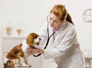 Bệnh ho cũi ở chó ít nguy hiểm hơn Care. Tuy nhiên nó rất dễ xảy ra