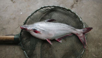 Cá nheo có hiện tượng xuất huyết gốc vây, cách phòng trị