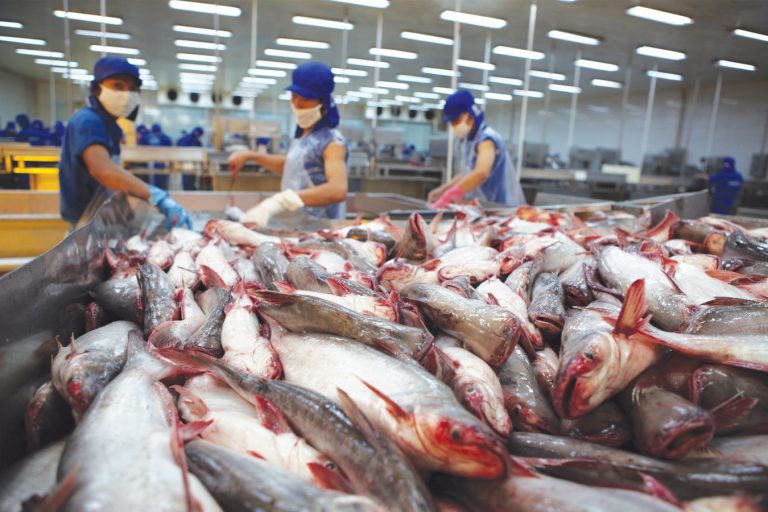 Cá tra Việt Nam được tiêu thụ mạnh tại thị trường An