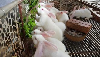 Các phương pháp cần thiết để quản lý đàn thỏ trong mùa nóng oi bức