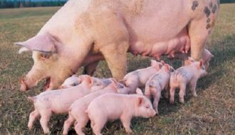 Các phương pháp chăm sóc lợn con vừa mới được sinh