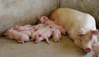 Các phương pháp chăm sóc lợn nái mẹ sau khi sinh