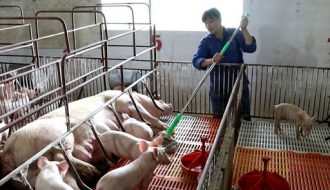 Các phương pháp hữu ích tái đàn trong việc chăn nuôi lợn