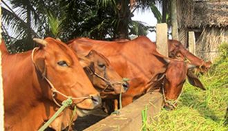 Các phương pháp lưu ý khi sử dụng ure trong chăn nuôi bò