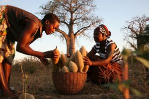 Thương mại nông sản giữa các nước châu Phi bị đánh giá thấp