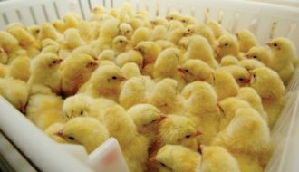 Chăn nuôi gà con thế nào để đạt hiệu quả cao?