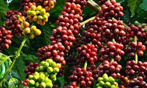 Số liệu xuất khẩu cà phê trên thế giới niên vụ 2019/2020 giảm