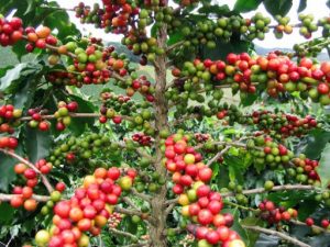 Dự báo sản lượng cà phê niên vụ 2020/21