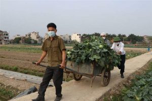 Hội viên Hội Nông dân các xã Bình Lãng, Chí Minh (huyện Tứ Kỳ) đã tới thu hoạch su hào, bắp cải giúp nông dân thôn Ô Mễ, xã Hưng Đạo. 