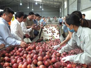 Thị trường chanh leo Việt Nam xuất khẩu