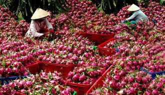 Hiệp định UKVFTA và cơ hội cho nông sản Việt sang Anh
