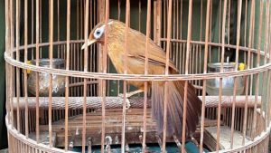 Lịch sử giá Cầu gạo thẳng cao cấp cho các loại chim chào mào , chích chòe , họa  mi , khướu cập nhật 9/2023 - BeeCost