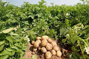 Kỹ thuật gieo trồng khoai tây vụ đông cho năng suất cao
