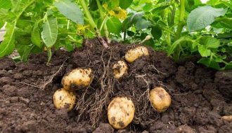 Kỹ thuật gieo trồng khoai tây vụ đông cho năng suất cao