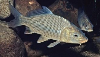 Kỹ thuật nuôi cá chép sinh sản tự nhiên hiệu quả trong ao