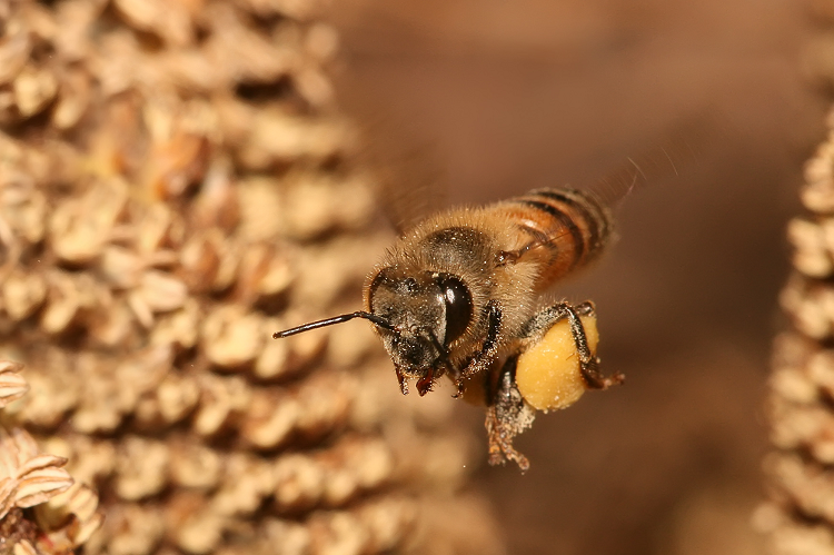 Ong mật nuôi và chăm sóc