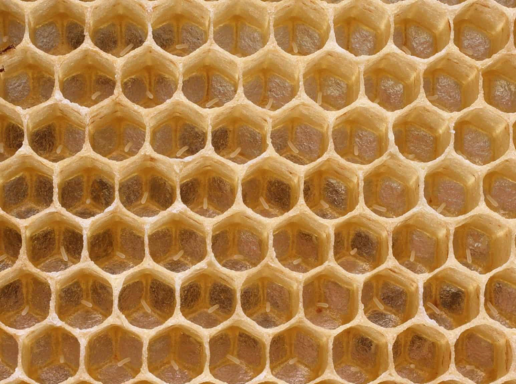 Trứng ong mật