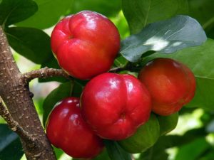 Kỹ thuật trồng cây cherry cho năng suất cao