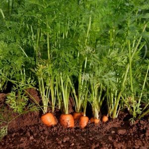 Kỹ thuật trồng và chăm sóc cây cà rốt cho năng suất cao