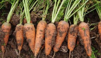 Kỹ thuật trồng và chăm sóc cây cà rốt cho năng suất cao