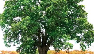 Kỹ thuật trồng và chăm sóc cây gỗ gụ lau hiệu quả