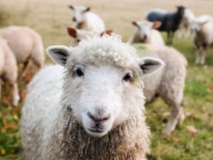Bệnh tụ huyết trùng dê cừu thường có 3 biểu hiện