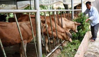 Một số phương pháp cần lưu ý khi chăn nuôi bò nhốt chuồng