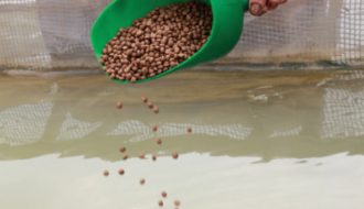 Một số phương pháp giảm chi phí thức ăn trong nuôi cá