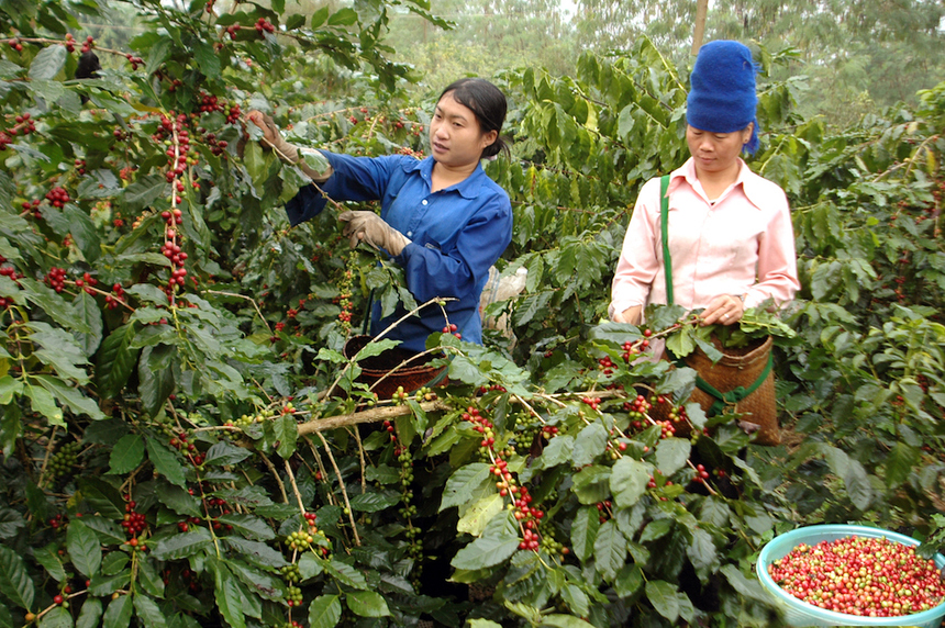Người trồng cà phê tại Ấn Độ đang lỗ nặng