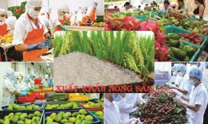 Những mặt hạn chế của việc xuất khẩu nông sản Việt sang Philipines