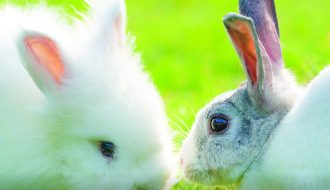 Những điều cần biết để phòng và chữa nấm da cho thỏ