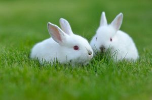 Hiện nay đã có thuốc tiêm chữa bệnh nấm da ở thỏ hiệu quả khỏi hoàn toàn sau một liệu trình