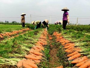 Nông sản Trung Quốc thiếu hụt, mở ra cơ hội cho nông sản Việt Nam