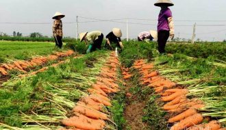 Nông sản Trung Quốc thiếu hụt, mở ra cơ hội cho nông sản Việt Nam
