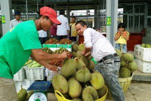 Phát triển nông sản mũi nhọn Việt Nam vươn ra thế giới