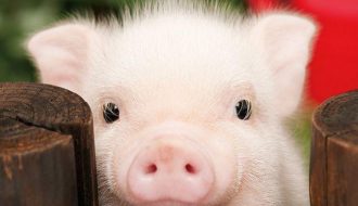 Phòng và chữa trị kịp thời những căn bệnh nguy hiểm ở lợn