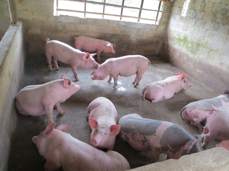 Vệ sinh chuồng trại sạch sẽ để phòng bệnh ở lợn