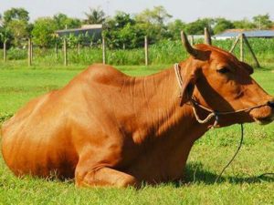 Bệnh viêm vú là căn bệnh thường gặp ở trâu bò. Trong giai đoạn sản xuất sữa làm cho khả năng sản xuất bị suy giảm.