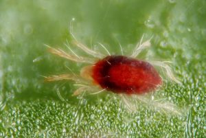 Phương pháp quản lí nhện đỏ trên cây trồng hiệu quả