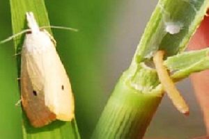 Phương pháp quản lí sâu đục thân bướm 2 chấm hại lúa