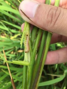 Phương pháp quản lí sâu đục thân bướm 2 chấm hại lúa