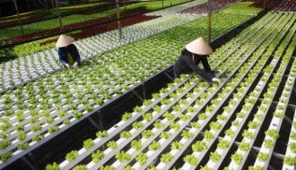 Phương pháp trồng rau thuỷ canh an toàn đơn giản