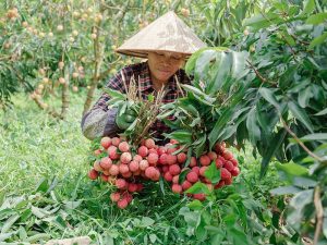 Vải thiều Việt Nam phải qua các khâu kiểm dịch nghiêm nghặt trước khi nhập khẩu vào Nhật