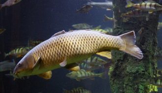 Tập tính và một số kỹ thuật chọn giống cá chép hiệu quả