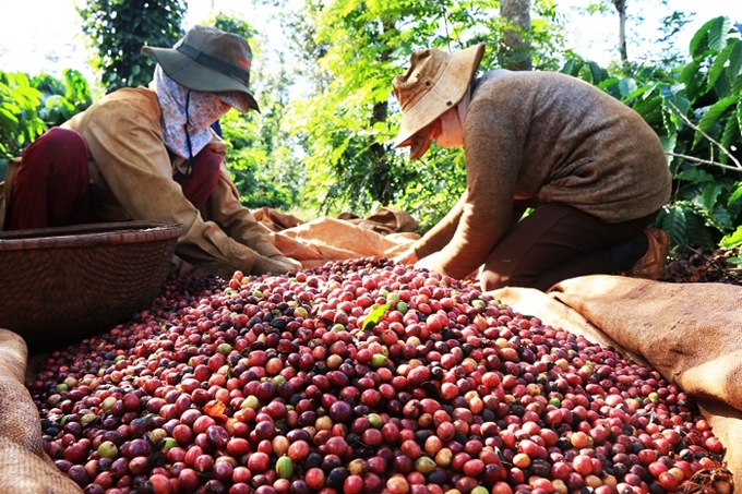 Thị trường cà phê tại Mỹ, thị phần cà phê Việt Nam tăng nhẹ