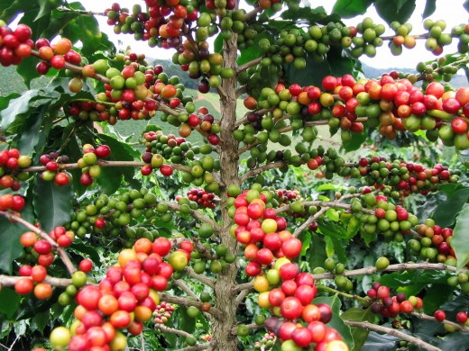 Thị trường cà phê tại Mỹ, thị phần cà phê Việt Nam tăng nhẹ