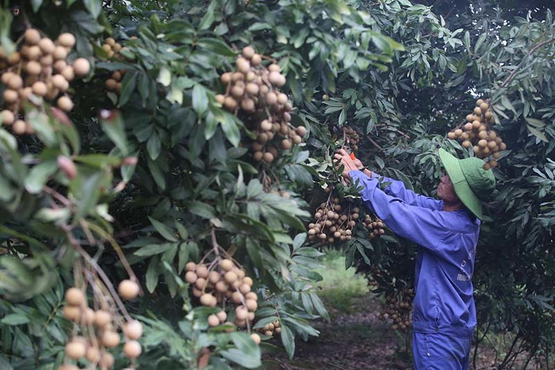 Thị trường nông sản quốc tế gặp khó, trái cây Việt giảm giá mạnh